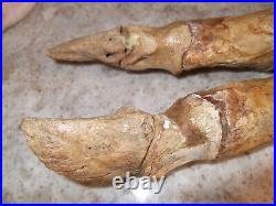 Pleistocene Fossil Camel Foot Bone Wyoming