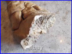 Pleistocene Fossil Camel Foot Bone Wyoming