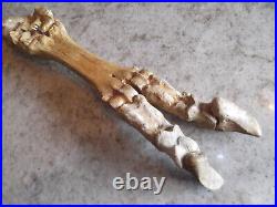 Pleistocene Fossil Camel Foot Bone Wyoming