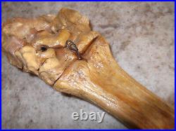 Pleistocene Fossil Camel Foot Bone Wyoming