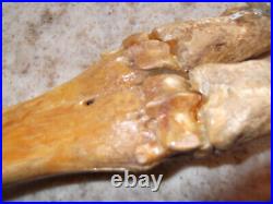 Pleistocene Fossil Camel Foot Bone Wyoming