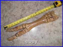 Pleistocene Fossil Camel Foot Bone Wyoming