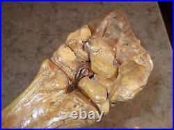 Pleistocene Fossil Camel Foot Bone Wyoming