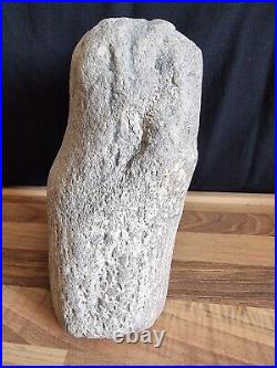 Pliosaur Limb Bone From The Jurassic Coast Dorset