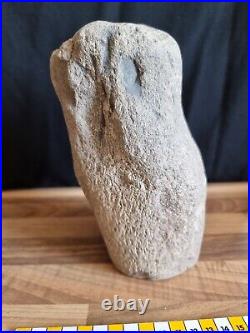 Pliosaur Limb Bone From The Jurassic Coast Dorset