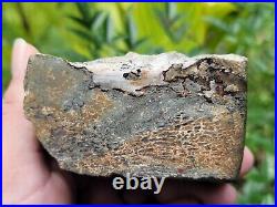 Polished Dinosaur Dino GemBone bone jurassic