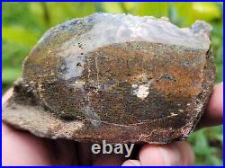 Polished Dinosaur Dino GemBone bone jurassic