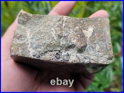 Polished Dinosaur Dino GemBone bone jurassic