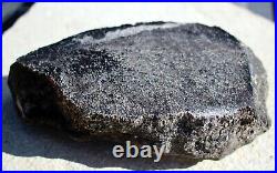 Polished Sauropod Bone withExcellent Cell Structure. 2.5 lbs