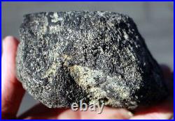 Polished Sauropod Bone withExcellent Cell Structure. 2.5 lbs