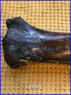Prehistoric 50,000 Year Old Bison Leg Bone Found On The Brown Bank Lowestoft