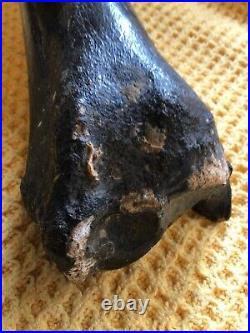 Prehistoric 50,000 Year Old Bison Leg Bone Found On The Brown Bank Lowestoft