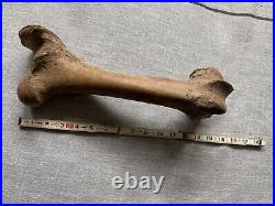 Prehistoric Dinosaur Leg Fossil Bone