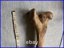 Prehistoric Dinosaur Leg Fossil Bone