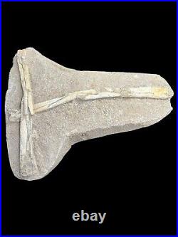 Pterosaur Fossil Bones Cretaceous Kem Kem Formation Morocco