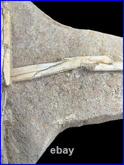 Pterosaur Fossil Bones Cretaceous Kem Kem Formation Morocco