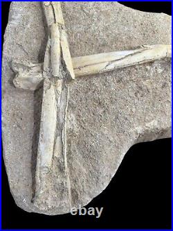 Pterosaur Fossil Bones Cretaceous Kem Kem Formation Morocco