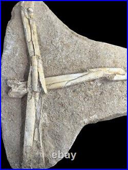 Pterosaur Fossil Bones Cretaceous Kem Kem Formation Morocco