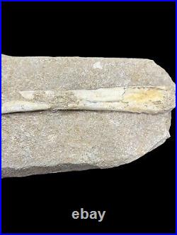 Pterosaur Fossil Bones Cretaceous Kem Kem Formation Morocco