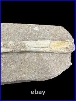 Pterosaur Fossil Bones Cretaceous Kem Kem Formation Morocco