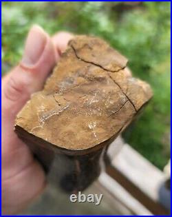 RARE 2pc Polished Dinosaur Dino GemBone bone Cretacous Texas Aguja Formation