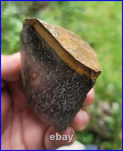 RARE 2pc Polished Dinosaur Dino GemBone bone Cretacous Texas Aguja Formation