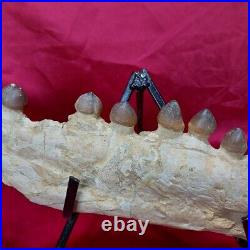 RARE! 70 Million Year Old! Mosasaur JAW Globidens Fossil With SEVEN Fossil bones