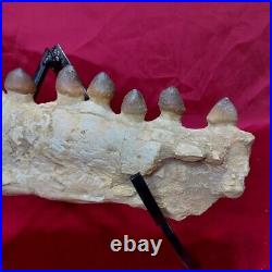 RARE! 70 Million Year Old! Mosasaur JAW Globidens Fossil With SEVEN Fossil bones