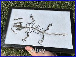 RARE Captorhinus Skeleton in Case Fossil Permian Reptile Dinosaur Bones Oklahoma