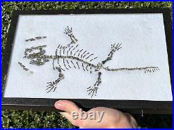 RARE Captorhinus Skeleton in Case Fossil Permian Reptile Dinosaur Bones Oklahoma