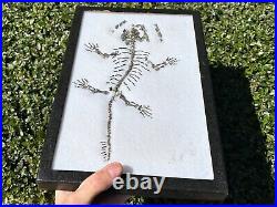 RARE Captorhinus Skeleton in Case Fossil Permian Reptile Dinosaur Bones Oklahoma