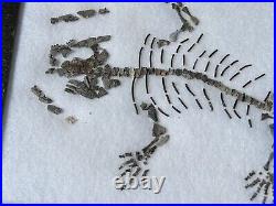 RARE Captorhinus Skeleton in Case Fossil Permian Reptile Dinosaur Bones Oklahoma