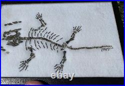 RARE Captorhinus Skeleton in Case Fossil Permian Reptile Dinosaur Bones Oklahoma