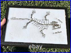 RARE Captorhinus Skeleton in Case Fossil Permian Reptile Dinosaur Bones Oklahoma