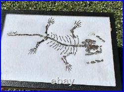 RARE Captorhinus Skeleton in Case Fossil Permian Reptile Dinosaur Bones Oklahoma