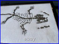 RARE Captorhinus Skeleton in Case Fossil Permian Reptile Dinosaur Bones Oklahoma