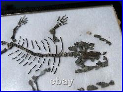 RARE Captorhinus Skeleton in Case Fossil Permian Reptile Dinosaur Bones Oklahoma