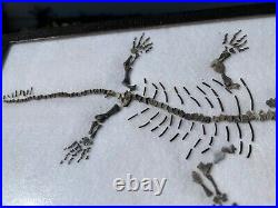 RARE Captorhinus Skeleton in Case Fossil Permian Reptile Dinosaur Bones Oklahoma