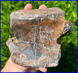 RARE Fossil Iguanodon Vertebrae Dinosaur Bones England Cretaceous Isle of Wight