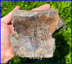 RARE Fossil Iguanodon Vertebrae Dinosaur Bones England Cretaceous Isle of Wight