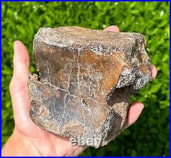 RARE Fossil Iguanodon Vertebrae Dinosaur Bones England Cretaceous Isle of Wight