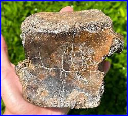 RARE Fossil Iguanodon Vertebrae Dinosaur Bones England Cretaceous Isle of Wight