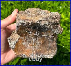 RARE Fossil Iguanodon Vertebrae Dinosaur Bones England Cretaceous Isle of Wight