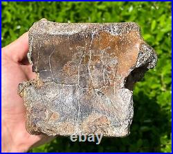 RARE Fossil Iguanodon Vertebrae Dinosaur Bones England Cretaceous Isle of Wight