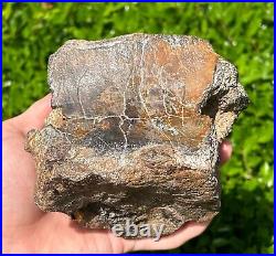 RARE Fossil Iguanodon Vertebrae Dinosaur Bones England Cretaceous Isle of Wight