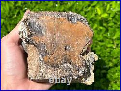 RARE Fossil Iguanodon Vertebrae Dinosaur Bones England Cretaceous Isle of Wight