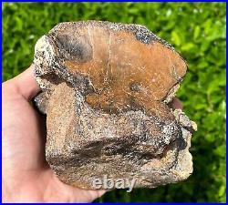 RARE Fossil Iguanodon Vertebrae Dinosaur Bones England Cretaceous Isle of Wight