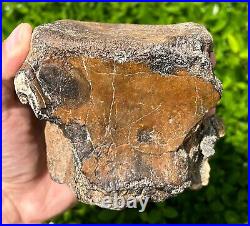 RARE Fossil Iguanodon Vertebrae Dinosaur Bones England Cretaceous Isle of Wight