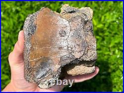 RARE Fossil Iguanodon Vertebrae Dinosaur Bones England Cretaceous Isle of Wight