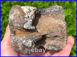 RARE Fossil Iguanodon Vertebrae Dinosaur Bones England Cretaceous Isle of Wight